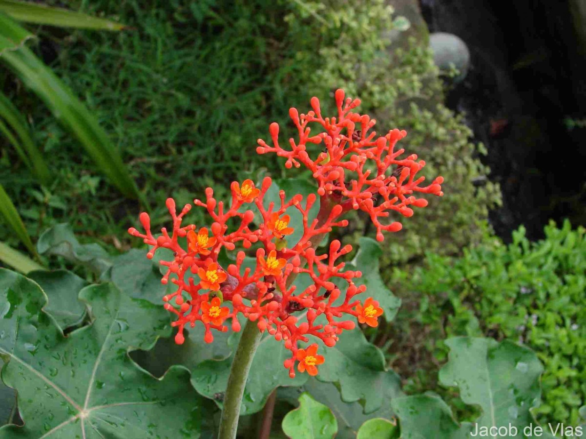 Jatropha podagrica Hook.